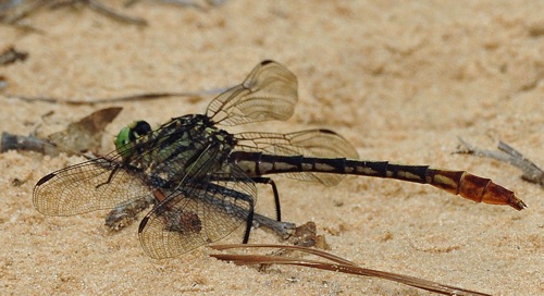 Female
16 Aug 2009  Taylor